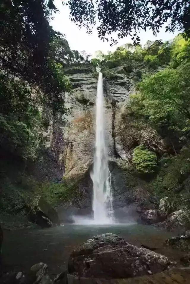 红豆杉的果实能吃吗?有什么作用?